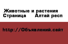  Животные и растения - Страница 5 . Алтай респ.